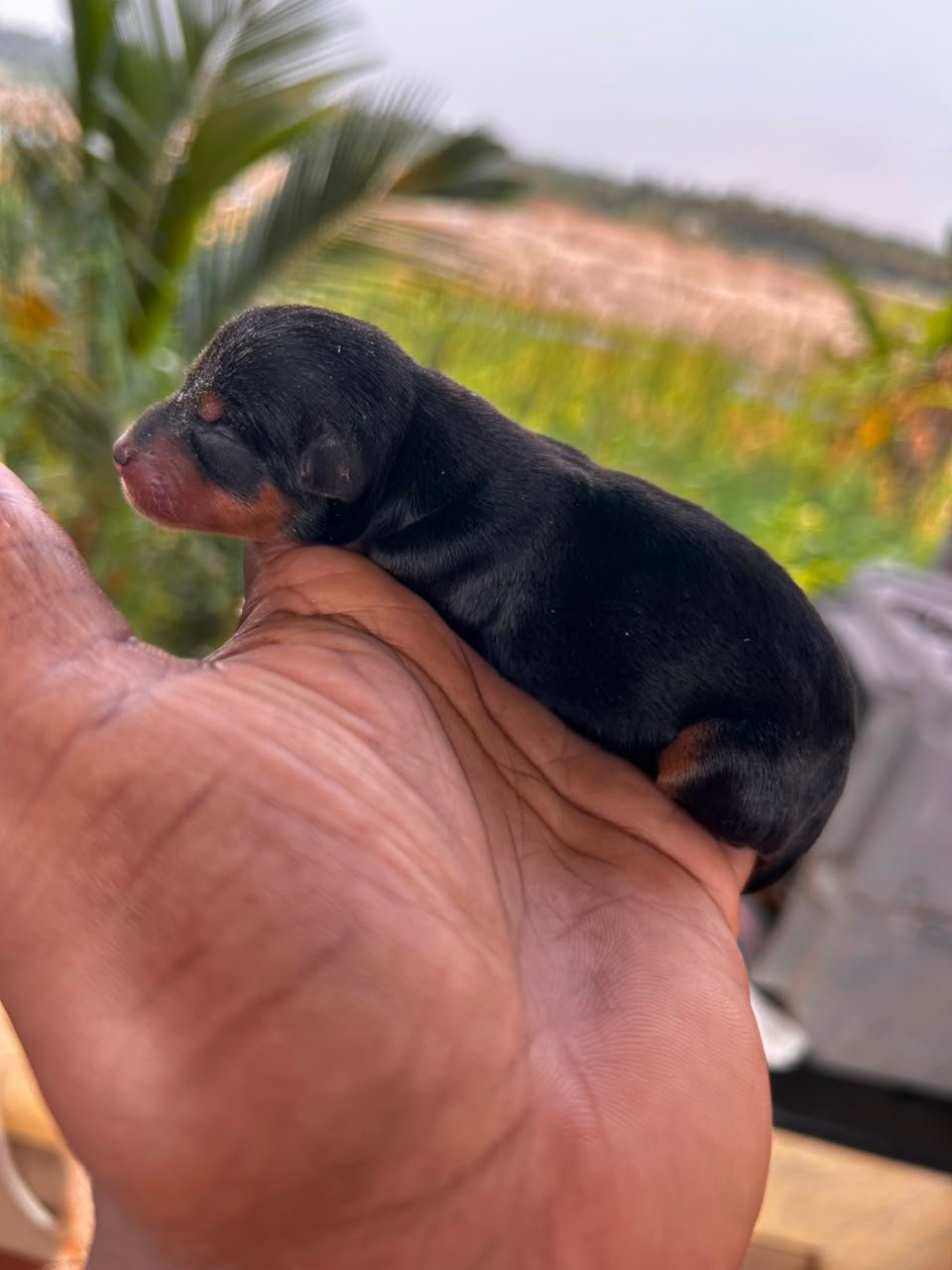Puppies Moment